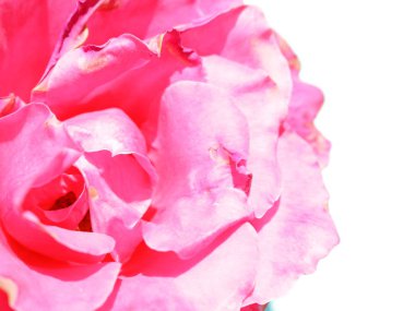 Gül pembe yakın çekim izole beyaz zemin üzerinde. Kartı arka plan. Hassasiyet bir tatil kadın hediyedir.