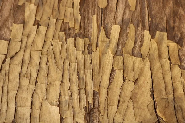 Exfoliating Paint Old Tree Background Texture — Stock Photo, Image