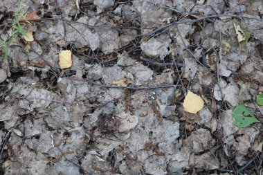 Kuru, eski, gri, koyu yeşillik orman, kuru dalları, arka plan, doku.