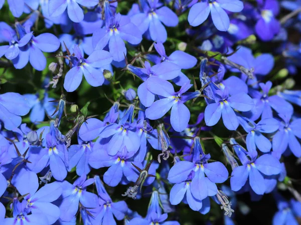 Flores Azules Pequeñas Jardín Flores Imagen de stock