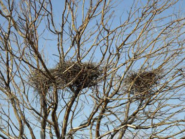 Mavi gökyüzü yakın çekim karşı çıplak bir ağaçta kuş yuvası