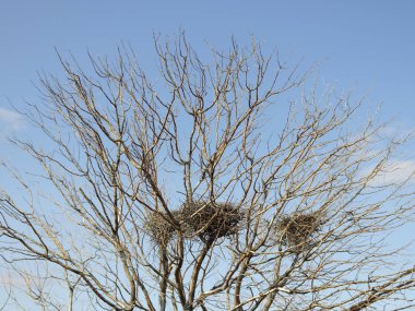 Yusufçuk yeşil çimenlerin üzerinde yeşil.