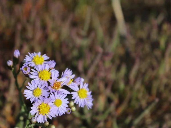 Flowers lilac with yellow steppe.