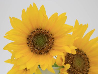 Beyaz bir arka plan ayçiçeği yakın çekim.