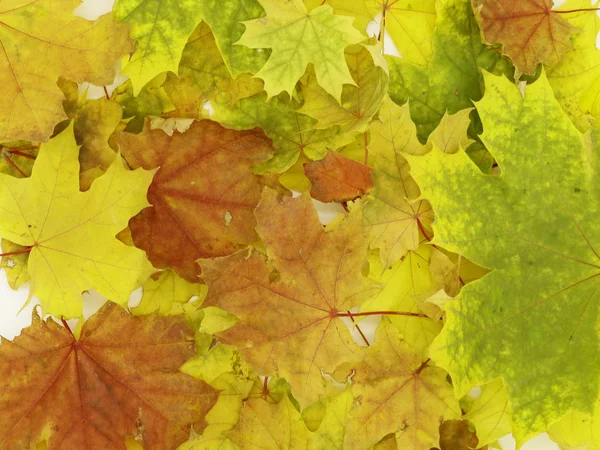 Autumn maple leaves, background, texture.