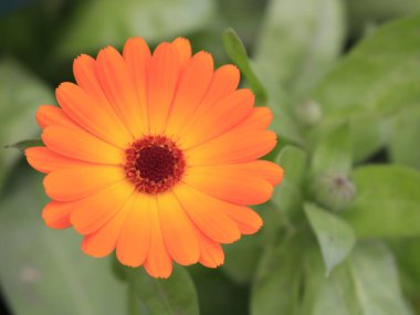 Turuncu calendula yakın çekim çiçek yatakta