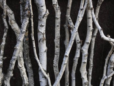 Huş ağacı dikey kahverengi bir arka plan üzerinde günlüğe kaydeder..