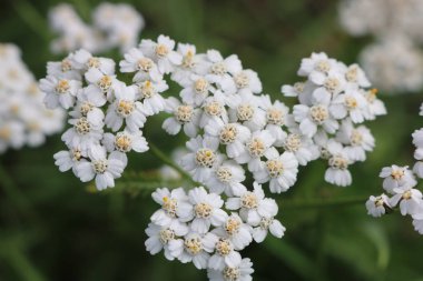 Beyaz çiçekler bir kök üzerinde küçük