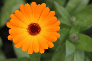 Turuncu Calendula çiçek yakın çekim