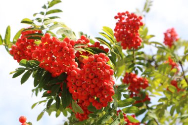 Olgunlaşmış üvez ağacı üzerinde bunches yakın çekim.