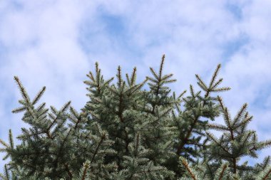 Taç karşı bir bulutlu mavi gökyüzü mavi bir Noel ağacının