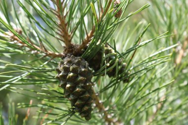 Yeşil çam dalı haritasında iki külah yakın çekim