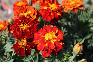 Kırmızı-sarı, parlak, terry marigolds bir çiçek bahçesi yakın çekim içinde.