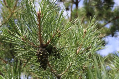 Yeşil çam ağacı dalı üzerinde koni.