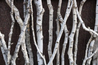 İnce huş gövdeleri siyah bir arka plan, arka plan, doku dallarda olmadan.