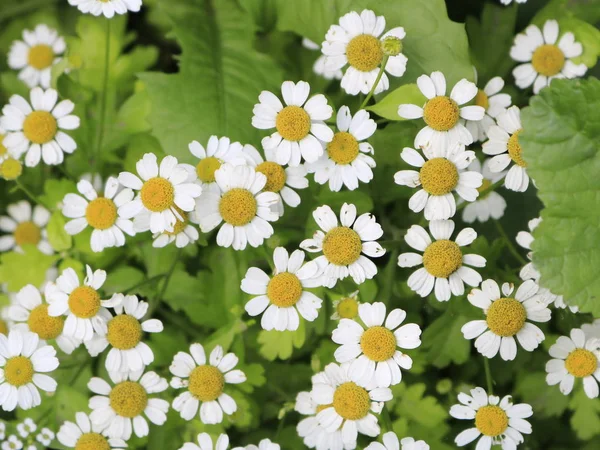 Biały Stokrotki Małe Zbliżenie Kwiatowej — Zdjęcie stockowe