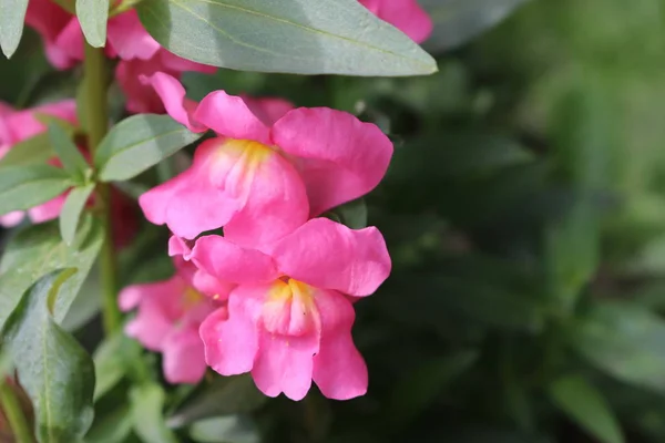 Rózsaszín Antirrhinum Közelről Kerti Virágok — Stock Fotó