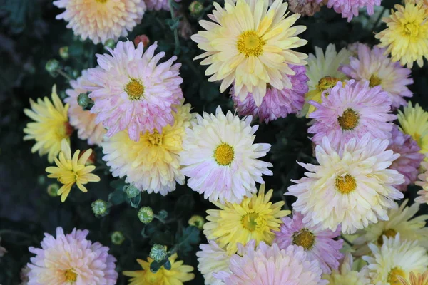 Crisântemos Pequenos Cor Rosa Amarelos Brancos Jardim Flores — Fotografia de Stock