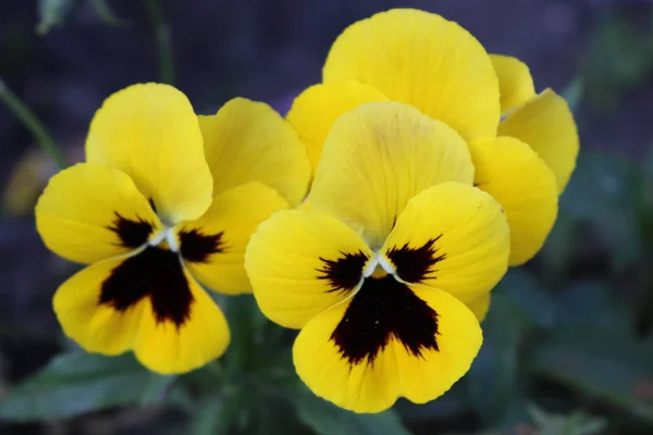 Pansy Jaune Fleurs Gros Plan — Photo