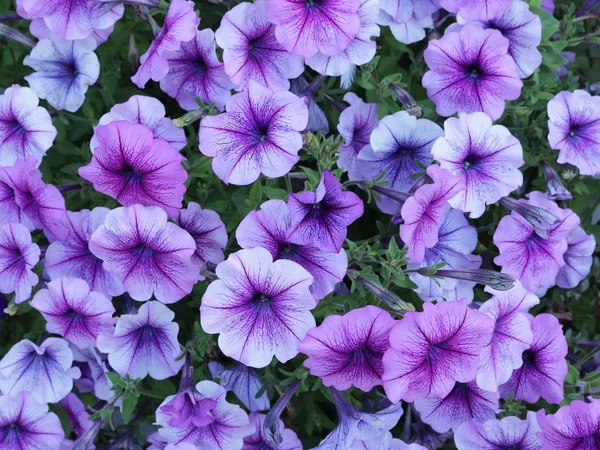 Fliederblüten Von Petunien Aus Nächster Nähe Blick Von Oben — Stockfoto