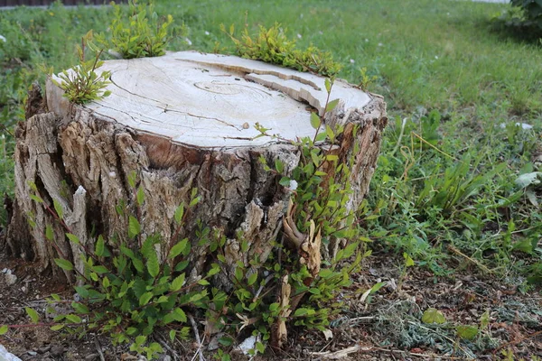 Ceppo Rotondo Con Giovani Germogli Albero Vista Laterale Foto Stock