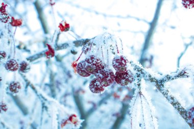 Kırmızı elma kar ve hoarfrost arka planı mavi kar kaplı. Kar, kış, soğuk.