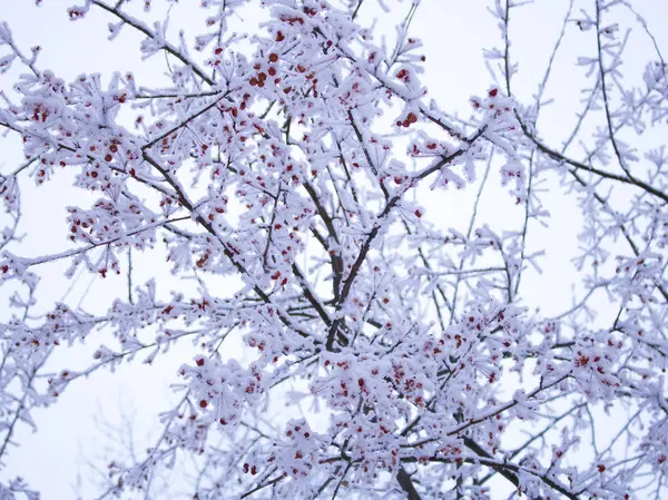 Apfelbaum Mit Roten Äpfeln Bedeckt Mit Einer Dicken Schneeschicht — Stockfoto