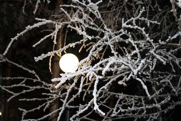 Round white lamp at night between the snow-covered branches. Dark winter night.