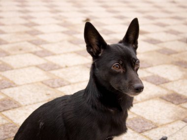 Siyah küçük köpek kapatın kaldırıma oturarak.