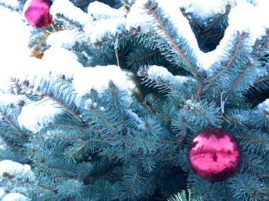 Cam top, kırmızı, parlak mavi bir Noel ağacı beyaz karla kaplı. Sağ alt köşede top.