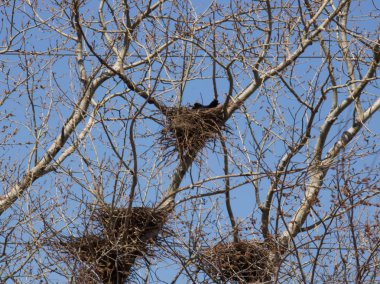 Çıplak ağaçlarda birçok kuş yuvaları.
