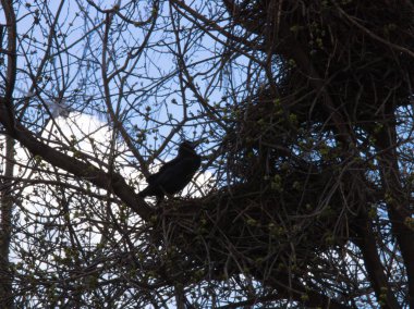 İlkbaharda yuvada bir kale silueti.