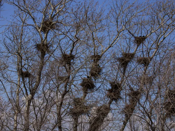 Πολλές Φωλιές Πουλιών Γυμνά Δέντρα — Φωτογραφία Αρχείου