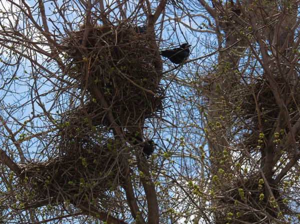 Rooks Sitting Nests Bare Trees — Stock Photo, Image