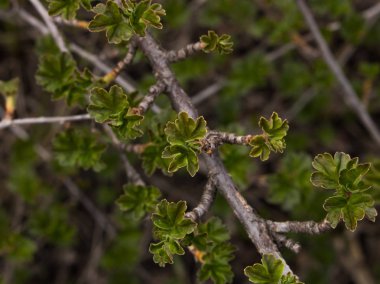 Genç, yeşil yapraklar üzümlü dalda.