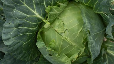 Yaprakları yakın çekim ile yeşil lahana Başkanı.