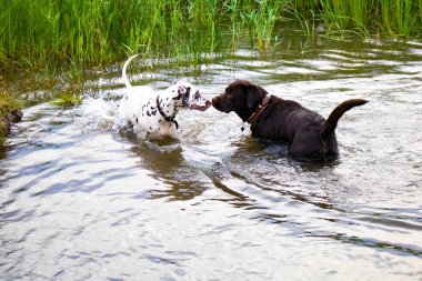 Sazlıkların yanındaki nehirde iki köpek duruyor..