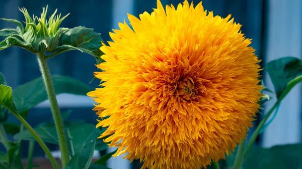 Large yellow flower. Decorative sunflower. Horizontal to the right. Close-up.