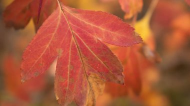 Sarı damarlı kırmızı sonbahar yaprağı.