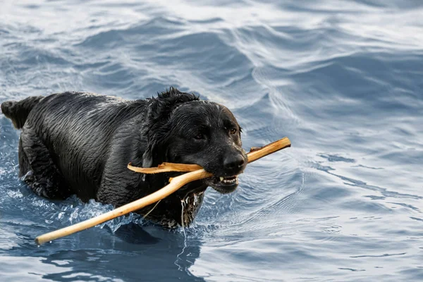 Hond Het Water Houdt Een Stok Zijn Mond Labrador Bruin — Stockfoto