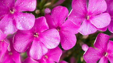 Pembe fenomen yakın çekim. Yatay.