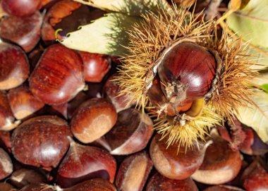 Kestaneler kapanıyor. Kabuklu kestane.