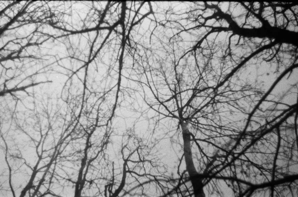 Gałęzie Drzewa Lub Neurony Aparat Fotograficzny Zenit Obiektyw Helios Film — Zdjęcie stockowe