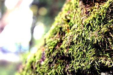 Moss. Solan baltık çamı gövdesinde yosun güzel büyüme.