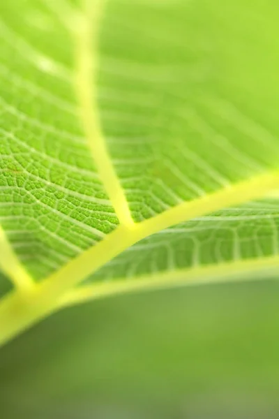 Güzel parlak damarlı yeşil çiçek yaprak aşağıdan kapatmak kadar detay arka plan duvar kağıdı