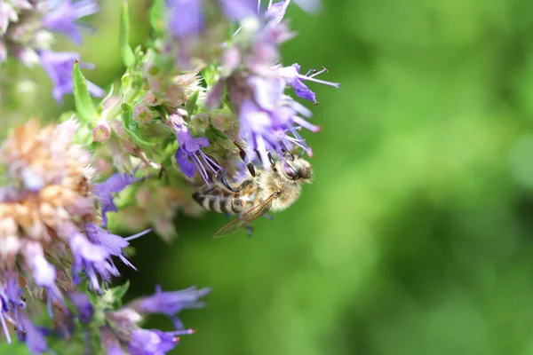 Yeşil ufuk geçmişi olan mor bir çiçek arıya kapatmak makro detay kadar
