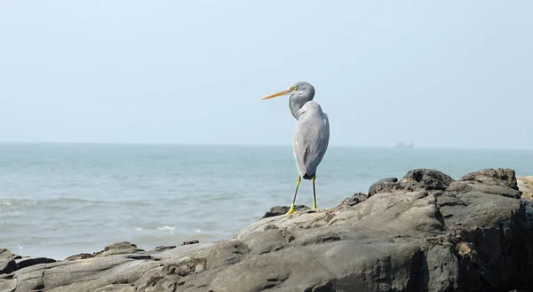 Deniz bekçi. Kuşlar deniz hayatının önemli parçasıdır. Kuzey Goa, Hindistan