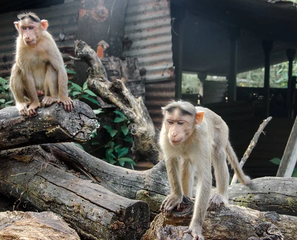 Komik maymunlar Hindistan