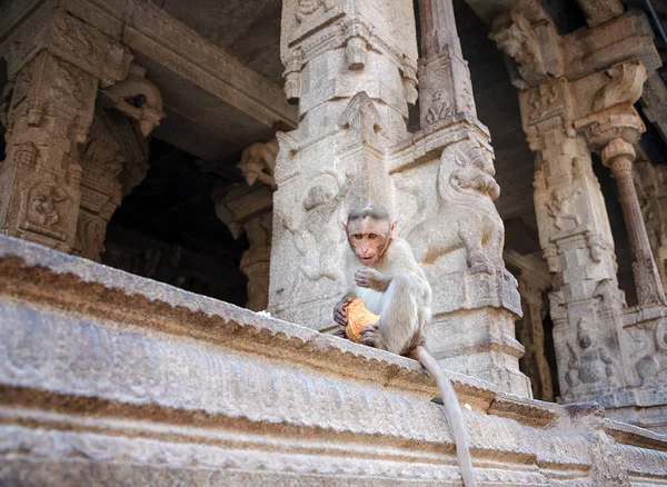 Bir maymun bir tapınak