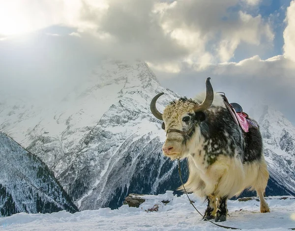 Mountain yak. The Caucasus Mountains opens wonderful world of strong animals. They are the best way to check yourself.